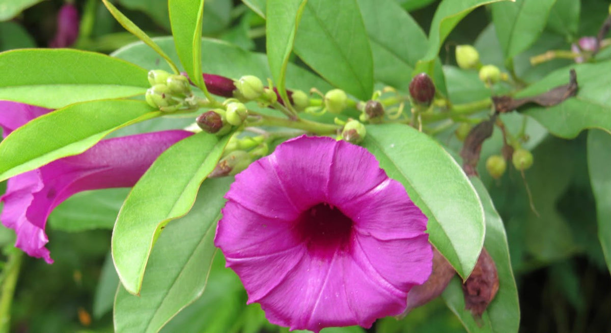 Bees Plant Hub Argyreia Cuneata / Purple Morning Glory Creeper Flowering Live Plant