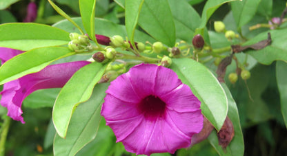 Bees Plant Hub Argyreia Cuneata / Purple Morning Glory Creeper Flowering Live Plant