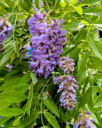 Bees Plant Hub Chinese Wisteria Purple Rare Fragrant Flowering Live Plant
