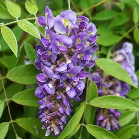 Bees Plant Hub Chinese Wisteria Purple Rare Fragrant Flowering Live Plant
