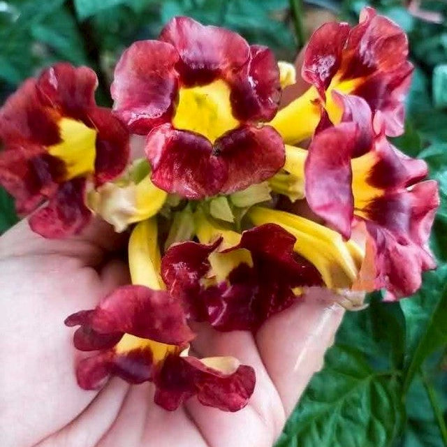Pauldopia Ghorta /  Red Trumpet tree Rare All Time Flowering Live Plant