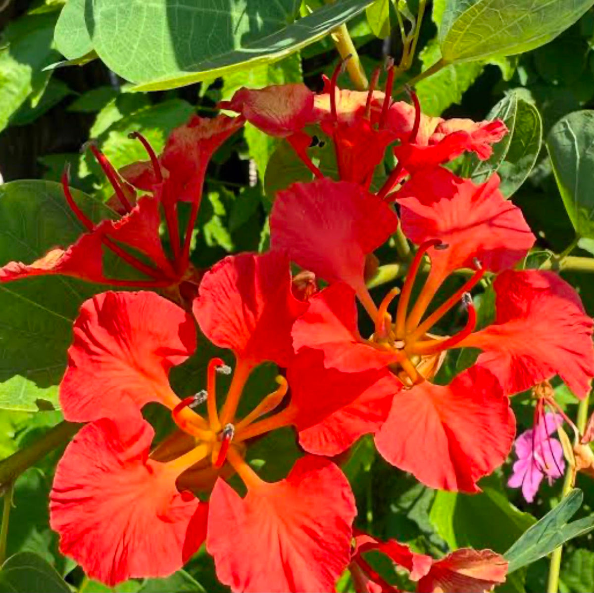 Bees Plant Hub Bauhinia Galpinii / Red Bauhinia  Live flowering Plant