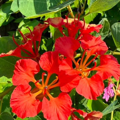 Bees Plant Hub Bauhinia Galpinii / Red Bauhinia  Live flowering Plant