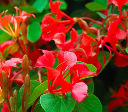 Bees Plant Hub Bauhinia Galpinii / Red Bauhinia  Live flowering Plant
