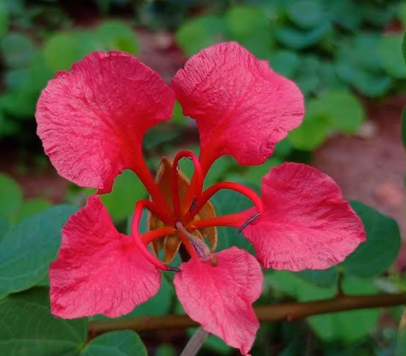 Bees Plant Hub Bauhinia Galpinii / Red Bauhinia  Live flowering Plant