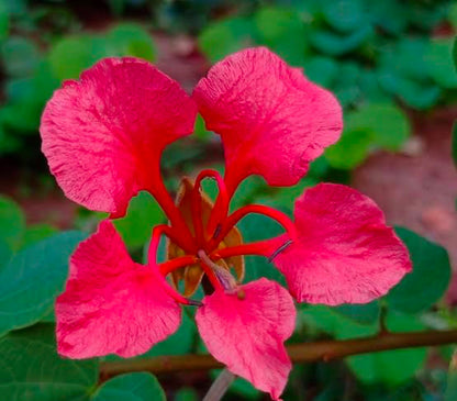 Bees Plant Hub Bauhinia Galpinii / Red Bauhinia  Live flowering Plant