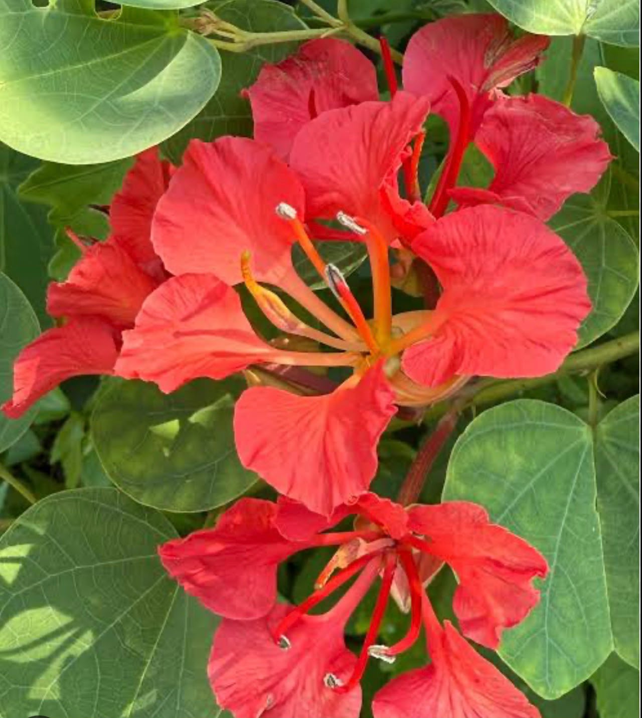 Bees Plant Hub Bauhinia Galpinii / Red Bauhinia  Live flowering Plant