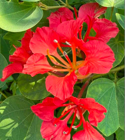 Bees Plant Hub Bauhinia Galpinii / Red Bauhinia  Live flowering Plant