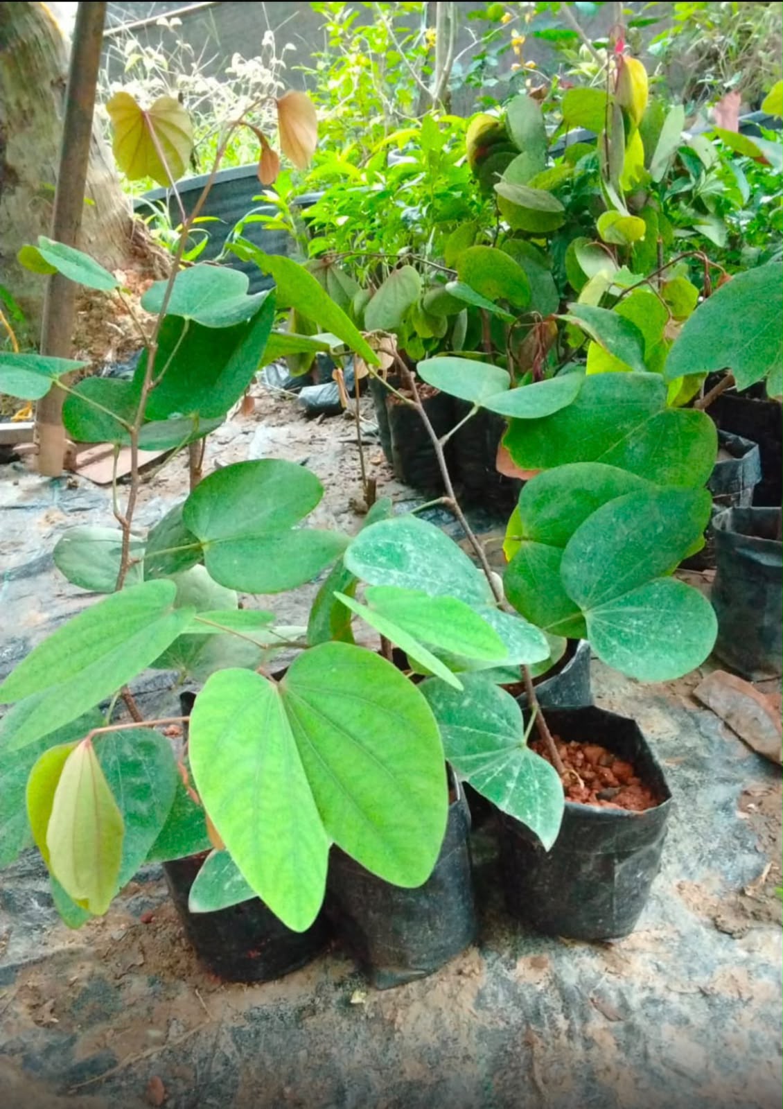 Bees Plant Hub Bauhinia Galpinii / Red Bauhinia  Live flowering Plant