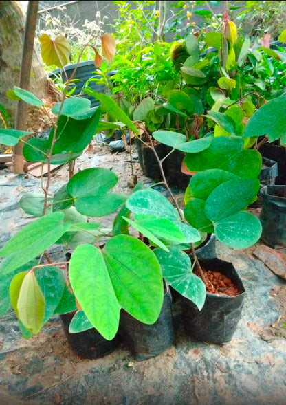 Bees Plant Hub Bauhinia Galpinii / Red Bauhinia  Live flowering Plant