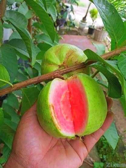 Bees Plant Hub Red Diamond Guava Live Plant
