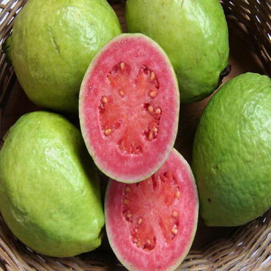 Bees Plant Hub Red Flesh Guava (Psidium guajava) Fruit Live Plant