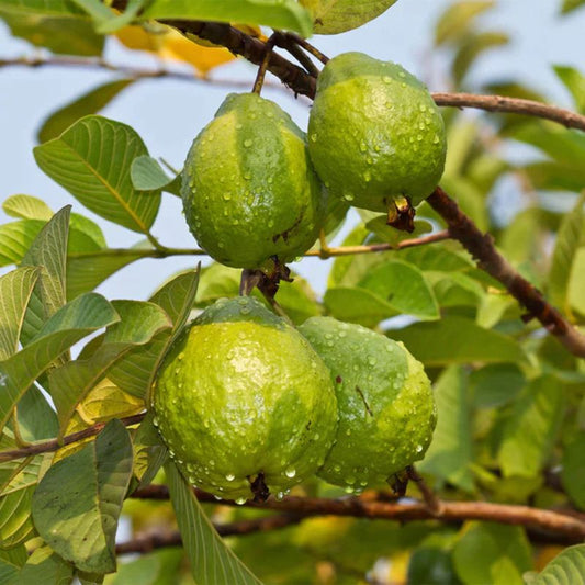 Bees Plant Hub Red Diamond Guava Live Plant