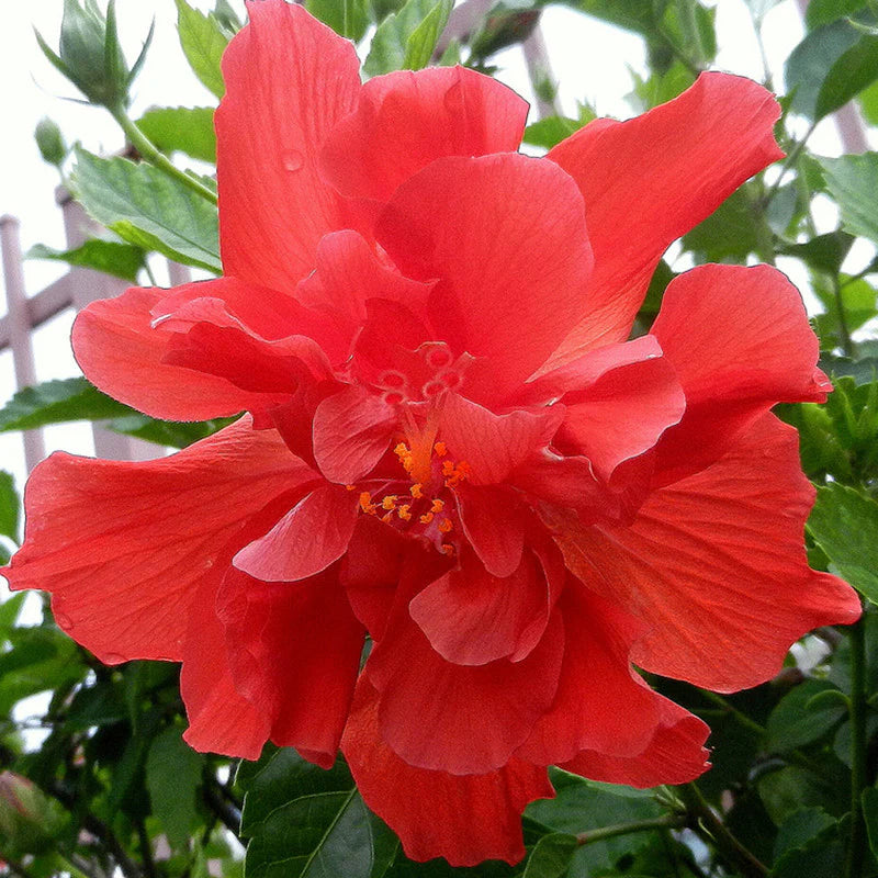 Bees Plant Hub Red Multi Petal Hibiscus All Time Flowering Live Plant