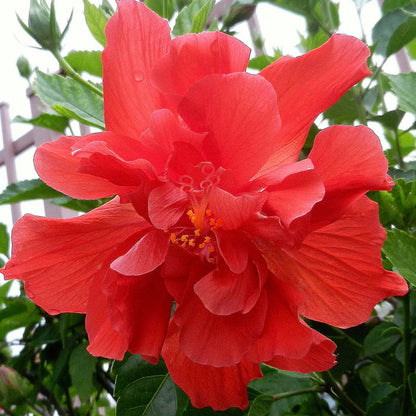 Bees Plant Hub Red Multi Petal Hibiscus All Time Flowering Live Plant