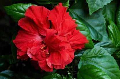 Bees Plant Hub Red Multi Petal Hibiscus All Time Flowering Live Plant