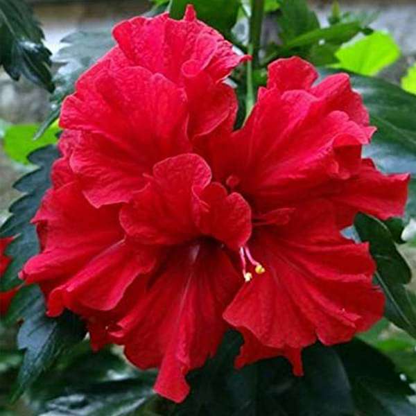 Bees Plant Hub Red Multi Petal Hibiscus All Time Flowering Live Plant