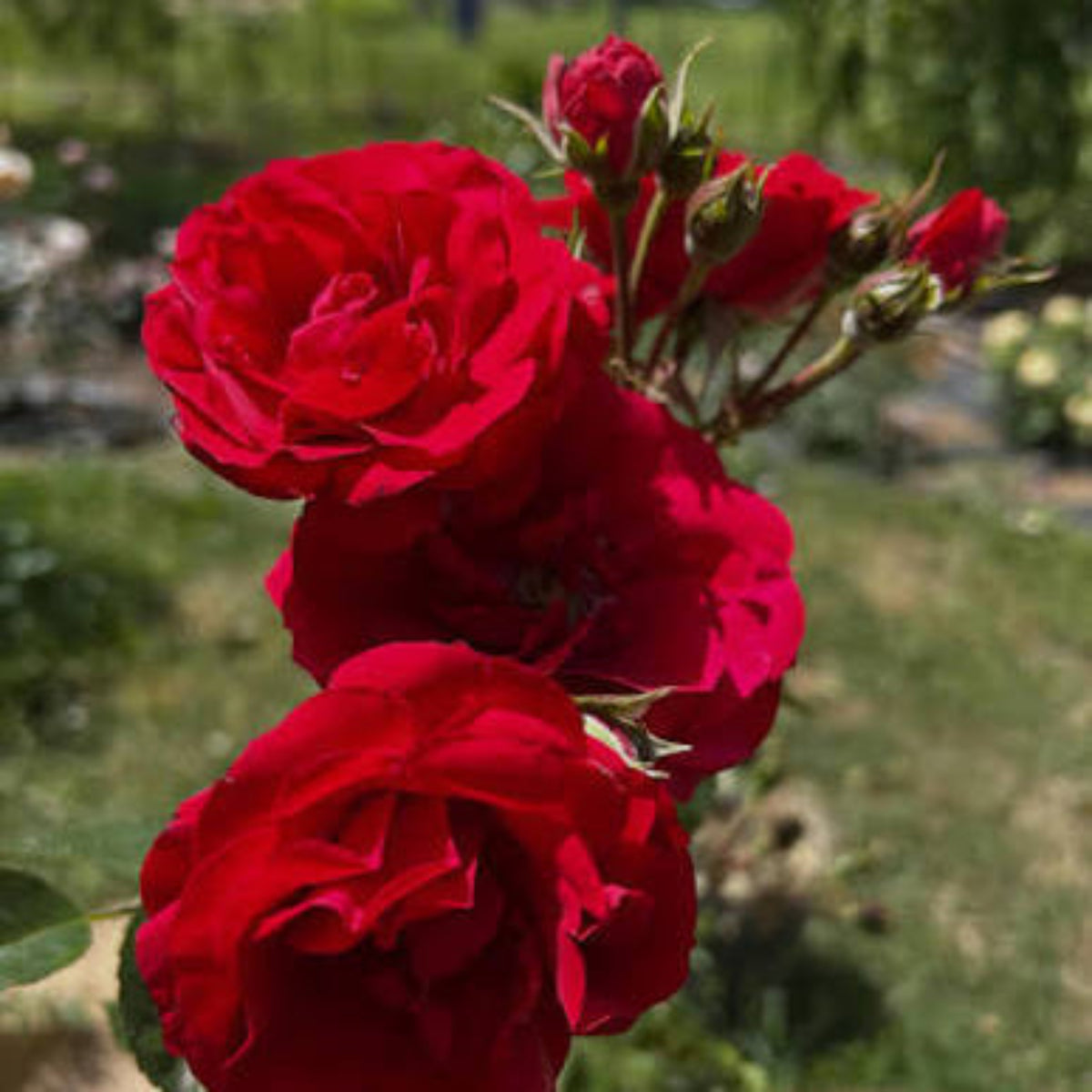 Bees Plant Hub Red Pinocchio Rose Grafted Live Plant