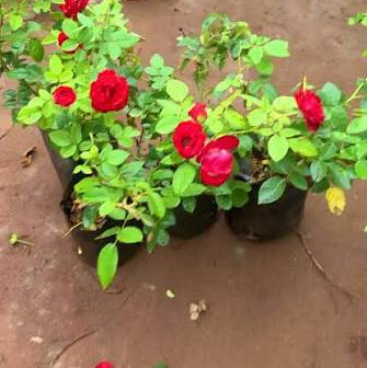 Bees Plant Hub Red Pinocchio Rose Grafted Live Plant