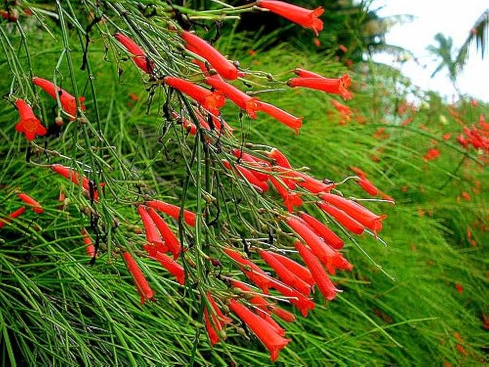Bees Plant Hub Red Firecracker (Russelia equisetiformis) Flowering Live Plant