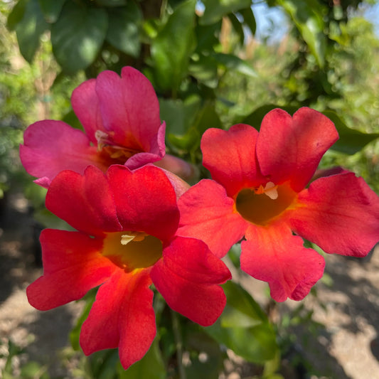 Bees Plant Hub Red Trumpet Vine (Campsis Radicans) Creeper Flowering Live Plant