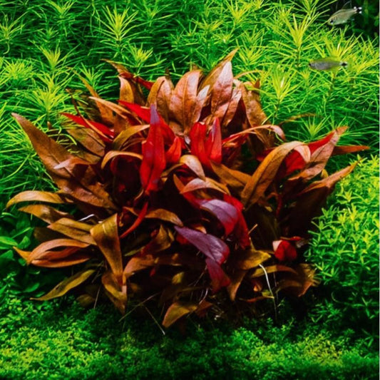 Bees Plant Hub Alternanthera Reineckii Aquarium Live Plant