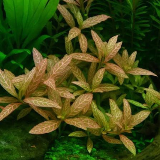 Bees Plant Hub Hygrophila Polysperma Rosanervig Aquarium Live Plant