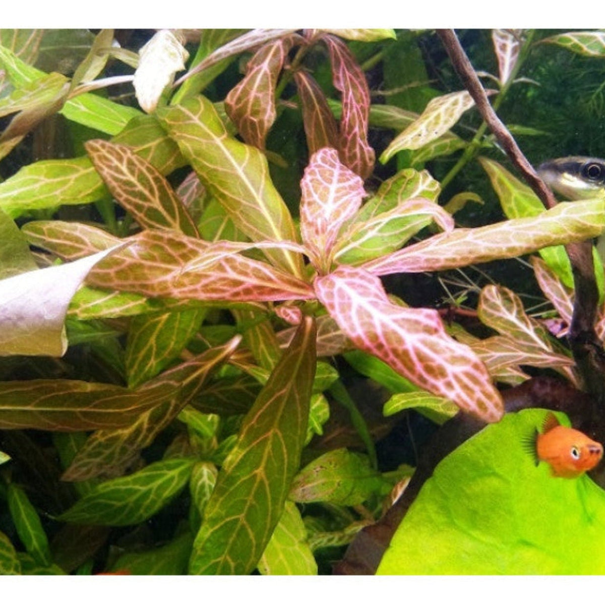 Bees Plant Hub Hygrophila Polysperma Rosanervig Aquarium Live Plant