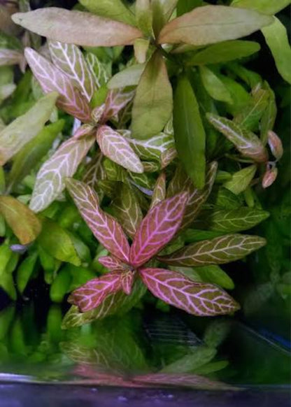 Bees Plant Hub Hygrophila Polysperma Rosanervig Aquarium Live Plant