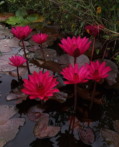 English Rosewaterlily tropical daily night bloomer live plant