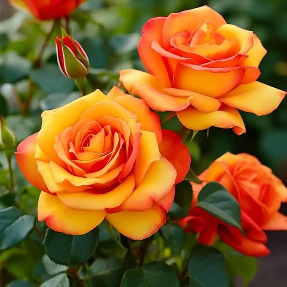 Bees Plant Hub Orange and Yellow Double Coloured Grafted Rose Live Plant