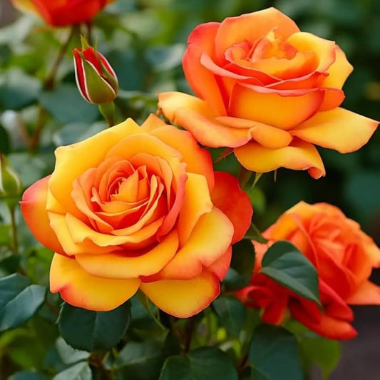 Bees Plant Hub Orange and Yellow Double Coloured Grafted Rose Live Plant
