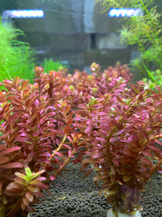 Bees Plant Hub Rotala Macrandra Mini Red Aquarium Live Plant