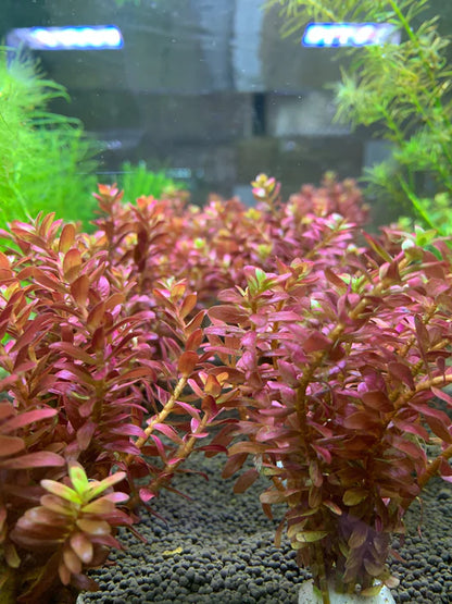 Bees Plant Hub Rotala Macrandra Mini Red Aquarium Live Plant