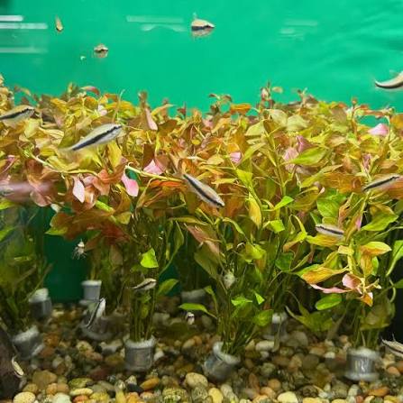 Bees Plant Hub Rotala Macrandra Mini Red Aquarium Live Plant