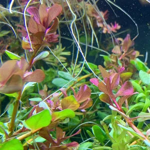 Bees Plant Hub Rotala Macrandra Mini Red Aquarium Live Plant
