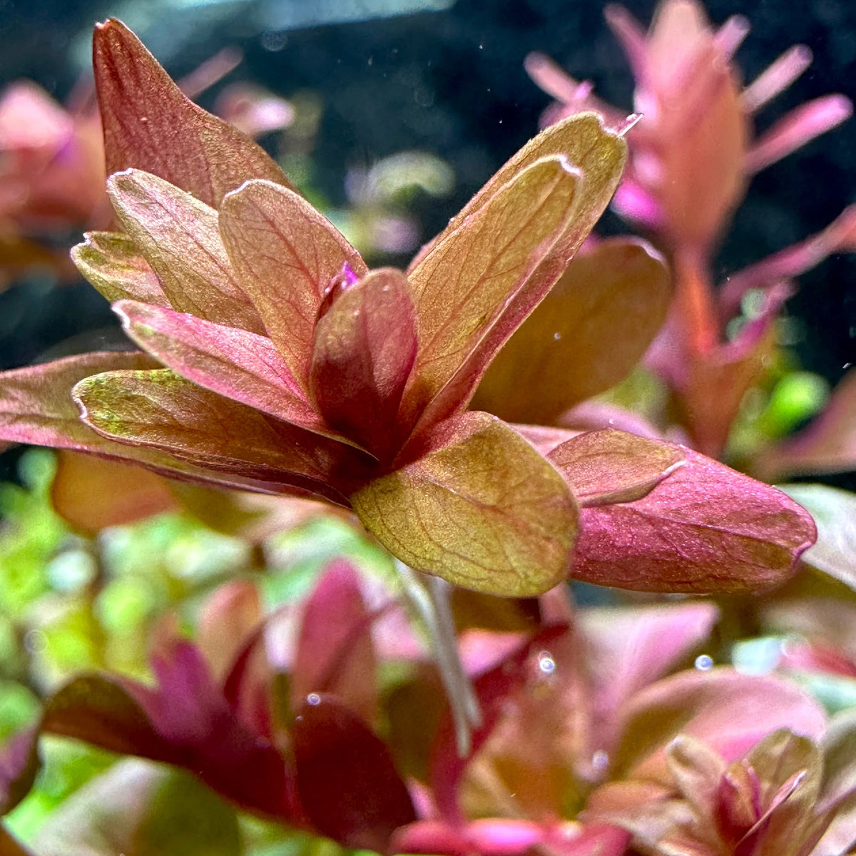 Bees Plant Hub Rotala Macrandra Mini Red Aquarium Live Plant