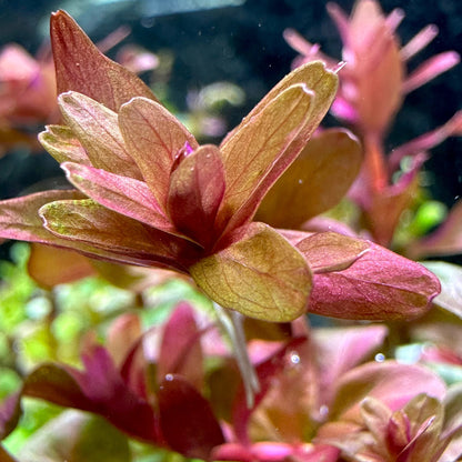 Bees Plant Hub Rotala Macrandra Mini Red Aquarium Live Plant
