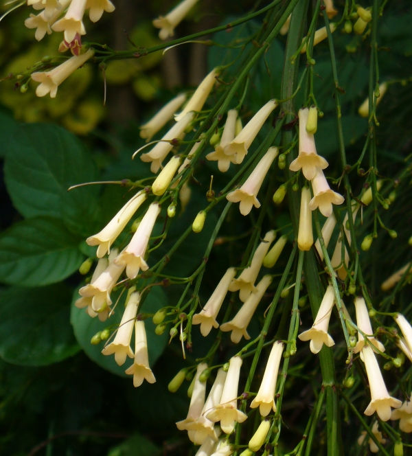 Bees Plant Hub White Firecracker (Russelia equisetiformis) Flowering Live Plant