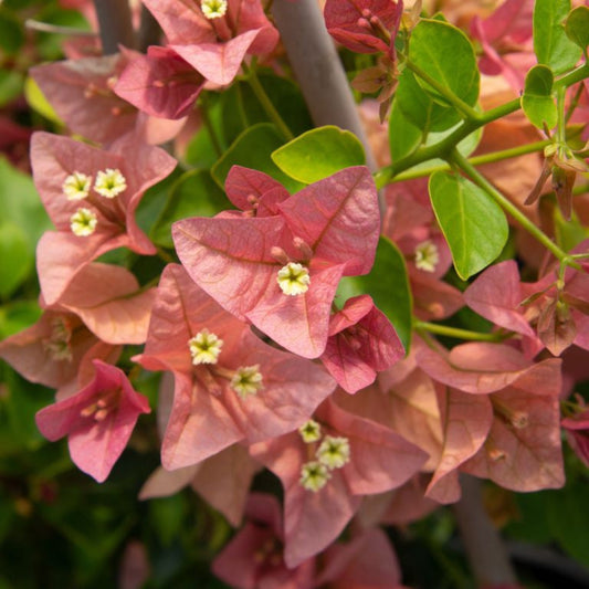 Bees Plant Hub Bougainvillea Salmon Pink (Paper Flower) Flowering Live Plant