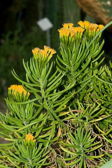 Bees Plant Hub Senecio Barbertonicus | Succulent Plant