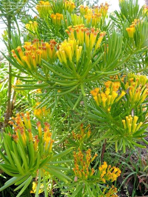 Bees Plant Hub Senecio Barbertonicus | Succulent Plant