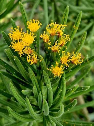 Bees Plant Hub Senecio Barbertonicus | Succulent Plant