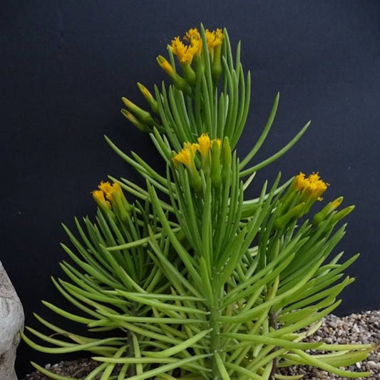 Bees Plant Hub Senecio Barbertonicus | Succulent Plant