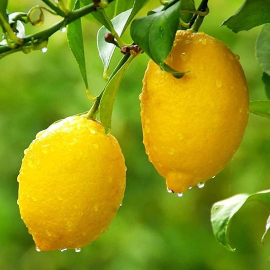 Bees Plant Hub Seedless Lemon (Citrus Lemon) Fruit Live Plant
