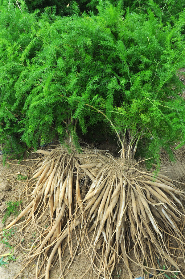 Bees Plant Hub Shatavari (Asparagus racemosus) Medicinal Live Plant