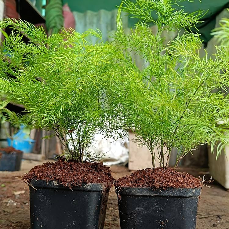 Bees Plant Hub Shatavari (Asparagus racemosus) Medicinal Live Plant