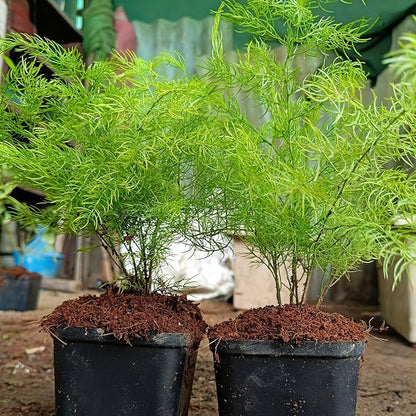 Bees Plant Hub Shatavari (Asparagus racemosus) Medicinal Live Plant