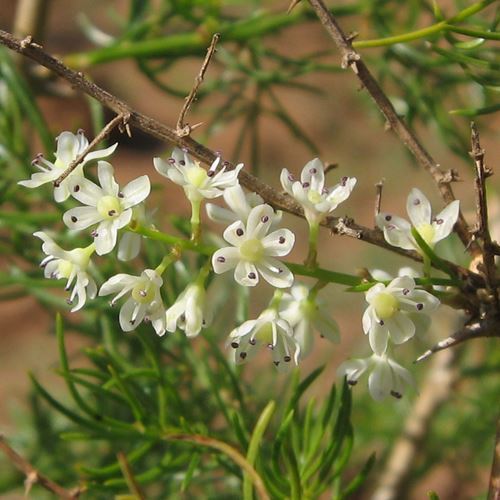 Bees Plant Hub Shatavari (Asparagus racemosus) Medicinal Live Plant