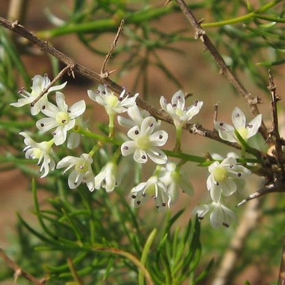Bees Plant Hub Shatavari (Asparagus racemosus) Medicinal Live Plant